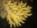 Antarctic octocoral, Paragorgia sp. photographed in Stromness Bay, South Georgia, where Sir Earnest Shackleton completed his heroic journey to find rescue for his men.  This delicate species is fairly uncommon at the sites I dive.