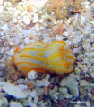 Gymnodoris striata at Ras Abu Gallum