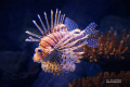 Antennae Dragon fish