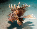 Pterois
