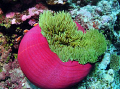 Taken in the Marion reef lagoon. Gorgeous Anemone & pinkies. D90 Tokina 10-17mm shot at 12mm ISO 200 1/125 F13
