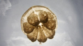 I shot this picture in Jelly Fish lake in Palau