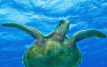 This green turtle we saw swimming in the distance so we swam over to it and followed it for about ten minutes so managed to get a few pics of our happy traveller.