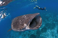 Whale Shark in South Ari atoll