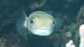 I shot this in the Nassau Bahamas on the south side of the island in early Nov
