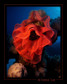 Spanish Dancer's eggs - Egypte - Lumix FX01