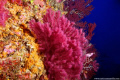 Paramuricea clavata & Parazoanthus axinellae