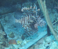 Lionfish