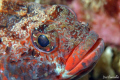 Red-mouthed Goby - Gobius cruentatus - Sesimbra/Portugal - Nikkor 105mm, 1/60s, f/18, ISO 200.