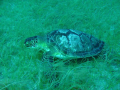 Green Turtle