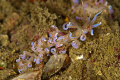 Nudi?