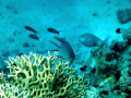 Coral and Fish