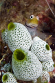 Blenny poses for me