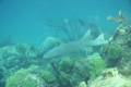 Nurse Shark