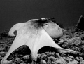 Caribbean Reef Octopus. Large enough to return my curiosity without fear - he hung around for 20 minutes, possibly sharing my excitement... St. Georges, Grenada.