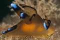 Nudi - Nikon D90 105mm. Full frame