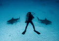 Bull sharks in Mexico, which way to go?