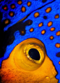 Golden Blenny.  Picture is actually a cropped eye of the Blue faced Emperor Angel Fish, afterwards it was rotated to produce the Goby like image
