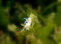 This photo was taken on 19/12/09 in Saronicos Gulf at -25 m. I use an Olympus 6000 in a pt047 housing and the build in flash.