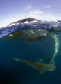 What luck! I came across these tiger sharks devouring a sperm whale carcass my first day in the water with my new tokina 10-17.  What a way to begin with a new lense.