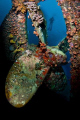 Hilma Hooker in Bonaire with David Fleetham as the model
D300 subal housing 2 ys-250 strobes 11-16 tokina @11mm