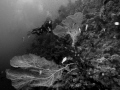 Shark and Yolanda reef.Taking video of Giand Gorgonians