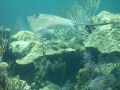 Southern sting ray.  This ray was spooked by another diver. it came out out of the sand and swam right in front of me. No strobe in about 12 ft. of water.  Definitely in the right place at the right time.