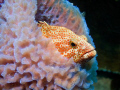 I just slipped up on this Red Hind relaxing in a sponge.......he couldn't be bothered!