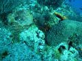 Scorpion fish drift diving in Cozumel.  Floated right over top of this guy.  Can you see him?