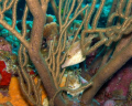 We were swimming along at a site on Klein Bonaire when I looked to the left and saw this Slender Filefish just hanging out . It was nicely framed and after I took one quick grab shot he was gone into hiding.