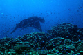 Giant manta ray hovering like a spacecraft over hard coral amidst swarms of chromis.  Shot with Nikon D2X, 35-85mm Nikkor, two Inon Z-240 strobes and Aquatic housing