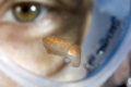 freshly hatched cuttlefish