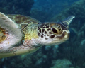 What a friendly turtle, just came swimming up to check us out, I suppose. Couldn't even get all of him in the picture.