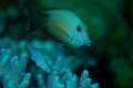 Triggerfish amidst soft coral; Nikon D2X, Aquatica Housing, one Inon Z-240 strobe, Nikkor 35-80mm lens.