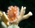 A fast shutter speed to get the black background......noy because he was real fast!
