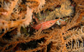 This little fella was hiding in the coral I quite like the shot and the colours...