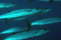 Giant barracuda on the prowl; Nikon D2X, Nikkor 105mm micro-Nikkor, one Inon Z-240 strobe, Aquatica housing