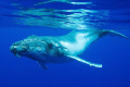 Humpback whale calf, in Niue island, South Pacific.