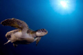 Green Turtle pose at Laje de Santos, Brazil