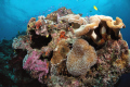 Beautiful and very healthy coral reef in the South Pacific with yellow damselfish and blue chromis; shot with Nikon D2X, Aquatica Housing, 10.5mm Auto-Nikkor fisheye and two Inon Z-240 strobes
