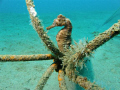 This was a sea horse swiming over a sandy area and he stops on a lost anchor. The camera. Olympus SP-560UZ, strobe: Ikelite 400; Picture F/5.6, 1/40 sec.. The shot was taken at Chichiriviche de la Costa, north central shores of Venezuela.