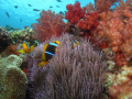 Top of the reef at Beqa Lagoon.