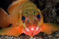 Tulamben Bali, in about 10m depth. I was trying to get the eyes of the fish, and eventually, before he svam off, I got the picture. A bit of a sad fish face, with a lot of eye contact.
