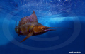 This was my first underwater photograph, as a professional underwater free diving photographer.  The image is called 