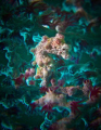 pygmy seahorse - divesite: koala; location: mabini, anilao, batangas, philippines; taken with Canon G9, WP-DC21 w/ Inon D2000s Strobe and 2 stacked up lenses (Inon UCL-165 macro lenses)
