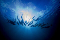 Trevally angling towards the morning sun at Osprey Reef, Australia