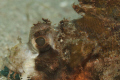 How close is close enough when you are laying next to a scorpion fish?  This close.