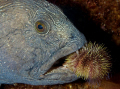A giant Wolf fish is having a sea urchin as a snack! The fish was found in the rich waters of Saltstraumen, in Bodø Norway. Saltstraumen is the strongest mael current in the world.