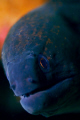 Curious moray eel. Shot with a Canon 5D, Sigma EX Macro lens - 105 mm - F/2.8, w/ Ikelite housing and stobes in Puerto Galera, Philippines on the Alma Jane wreck.