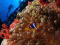 Clown fish in Numidia Wreck - Brothers Islands